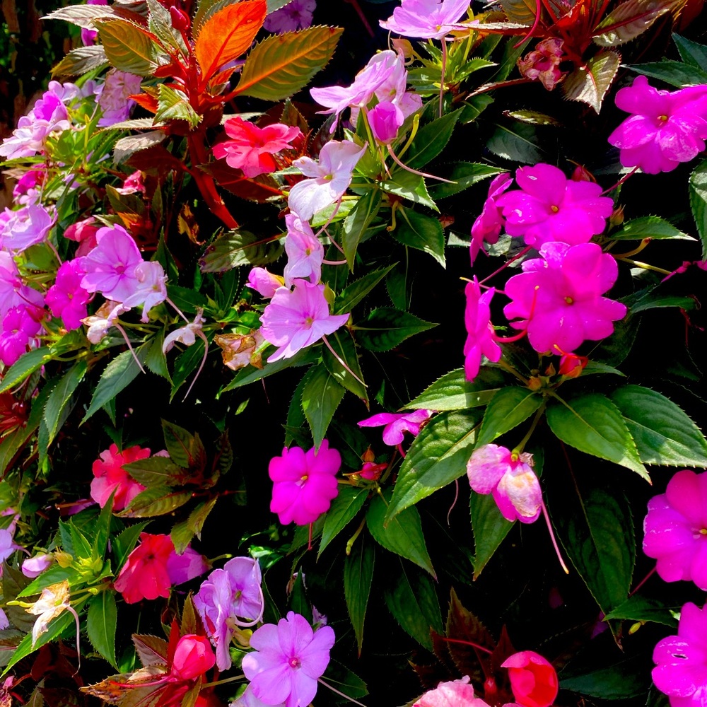 Meet your Posher, Carol